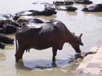 Uttar Pradesh, Varanasi: Vattenbufflar