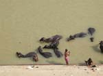 Uttar Pradesh, Varanasi: Vattenbufflar