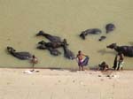 Uttar Pradesh, Varanasi: Vattenbufflar