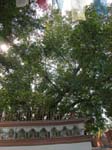 Uttar Pradesh, Sarnath: Bodhi-tr�det fr�n 236 f.Kr.