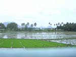 Tamil Nadu: Utsikt fr�n t�get