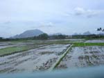 Tamil Nadu: Utsikt fr�n t�get