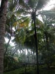 Kerala, Varkala: 'Kokosn�tternas land'