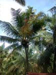 Kerala, Varkala: 'Kokosn�tternas land'