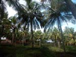 Kerala, Varkala: 'Kokosn�tternas land'