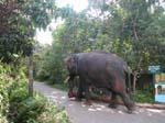 Kerala, Karumalloor: En ovanlig fotg�ngare