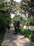 Kerala, Karumalloor: En ovanlig fotg�ngare
