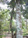 Kerala, Karumalloor: Johnnys och Marys tr�dg�rd