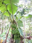 Kerala, Karumalloor: Johnnys och Marys tr�dg�rd