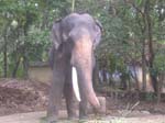 Kerala, Guruvayur: 65 tempel-elefanter