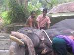 Kerala, Guruvayur: 65 tempel-elefanter