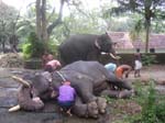 Kerala, Guruvayur: 65 tempel-elefanter