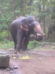 Kerala, Guruvayur: 65 tempel-elefanter
