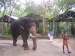 Kerala, Guruvayur: 65 tempel-elefanter