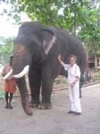 Kerala, Guruvayur: 65 tempel-elefanter