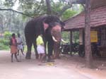 Kerala, Guruvayur: 65 tempel-elefanter