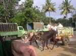 Karnataka, Halebid: En route vers le march�