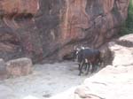 Karnataka, Badami: Des animaux longent le sentier