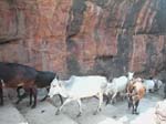 Karnataka, Badami: Des animaux longent le sentier