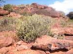 Karnataka, Badami: Cactus