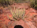 Karnataka, Badami: Cactus