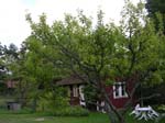 �hus: Chez ma tante Gunilla et Bengt