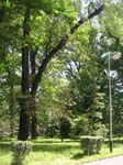 The grove around the church