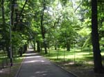 The grove around the church