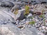 Sandhamn