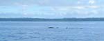 Delfinerna h�lsade ofta p�