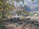 Des moutons ...