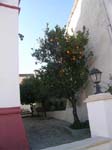 Les oranges �taient d�licieuses!