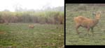 Muntjac (Barking Deer)