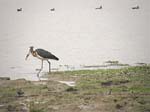 St�rre adjutantstork