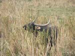 ... buffel ...