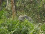 ... elefant