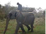 Kaziranga Nationalpark