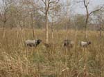 Des buffles d'eau