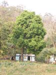 Notre campement � Mathanguri