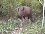 Jeune Gaur (bison indien) - en visite