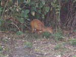 Muntjac (Cerf aboyeur) - notre voisin