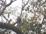 Langur dor� (singe)