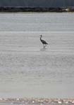 Grande aigrette