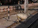Les vaches prennent aussi le train !