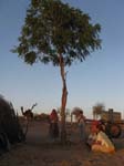 Le 2i�me arbre