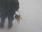Vill n�gon ha fisk ?