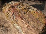 Petrified Woods State Park (Utah)