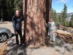 Redwood Tree