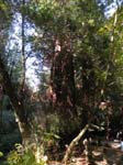 Muir Woods