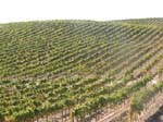 Napa Valley ...